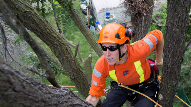 Fort Lauderdale Tree Removal